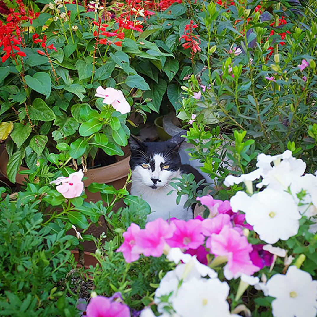 花に囲まれた地域猫の写真