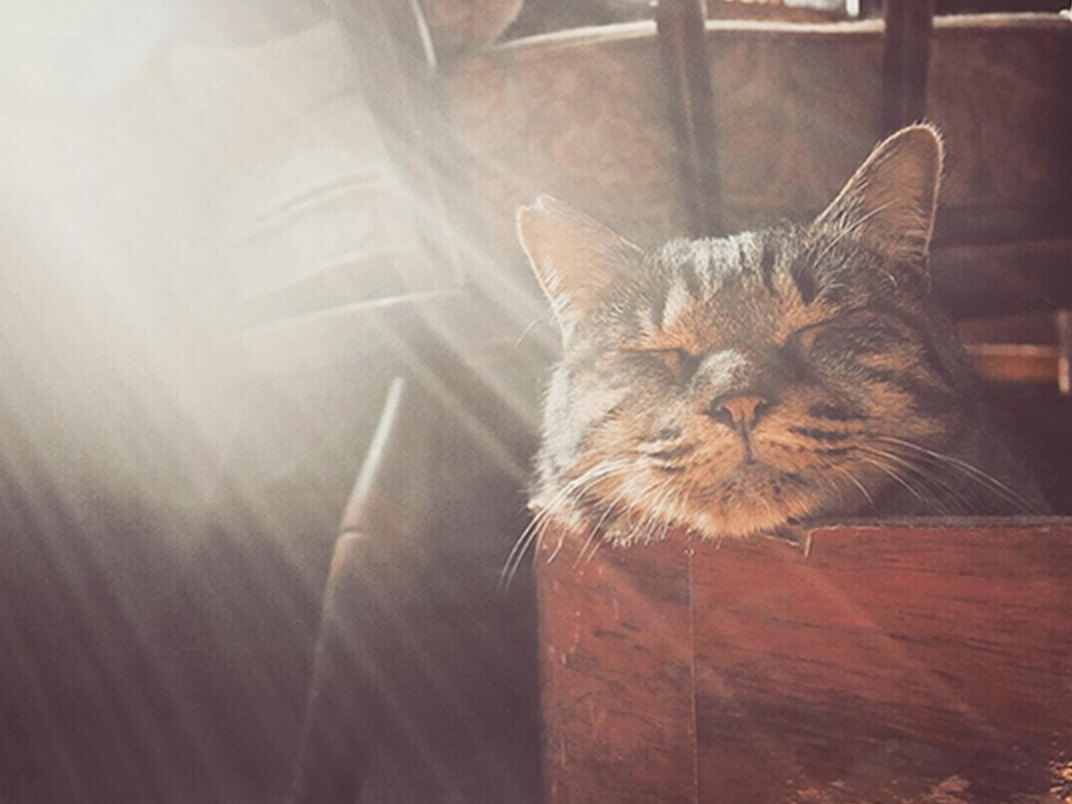 朝日の中で眠る保護猫の写真