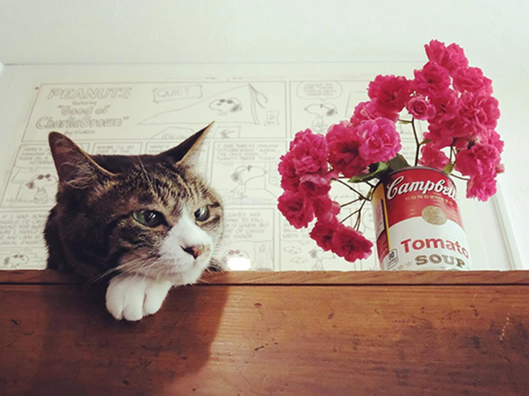 花と保護猫の写真