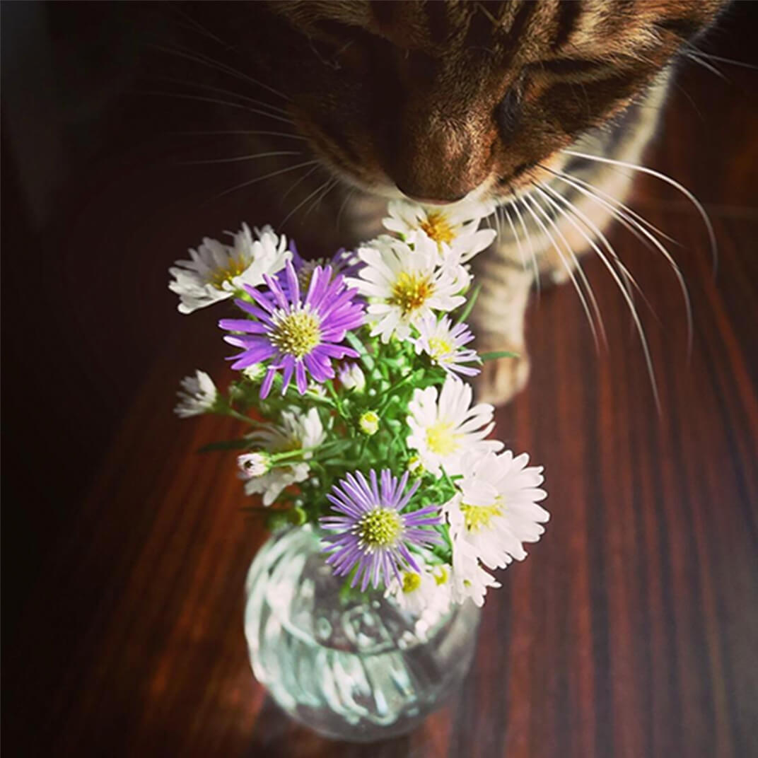 花の香りを嗅ぐ保護猫の写真