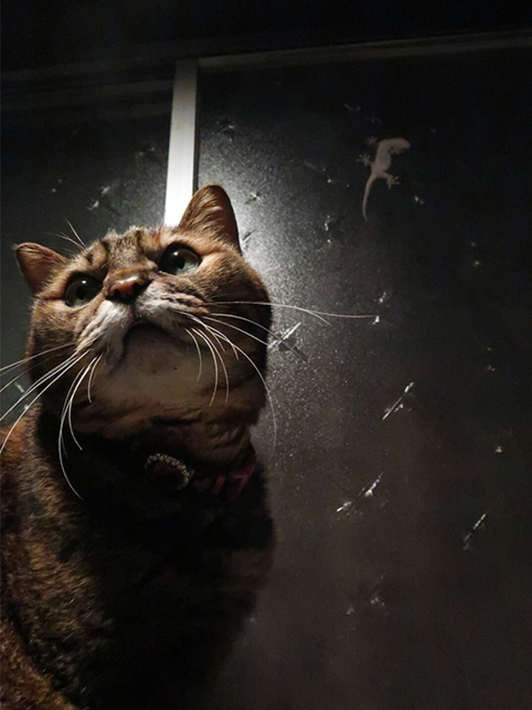 窓辺で振り向く保護猫の写真。窓にはヤモリがいる