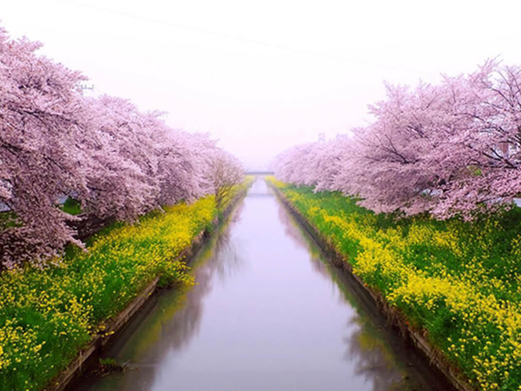 川縁の桜と菜の花が満開な写真