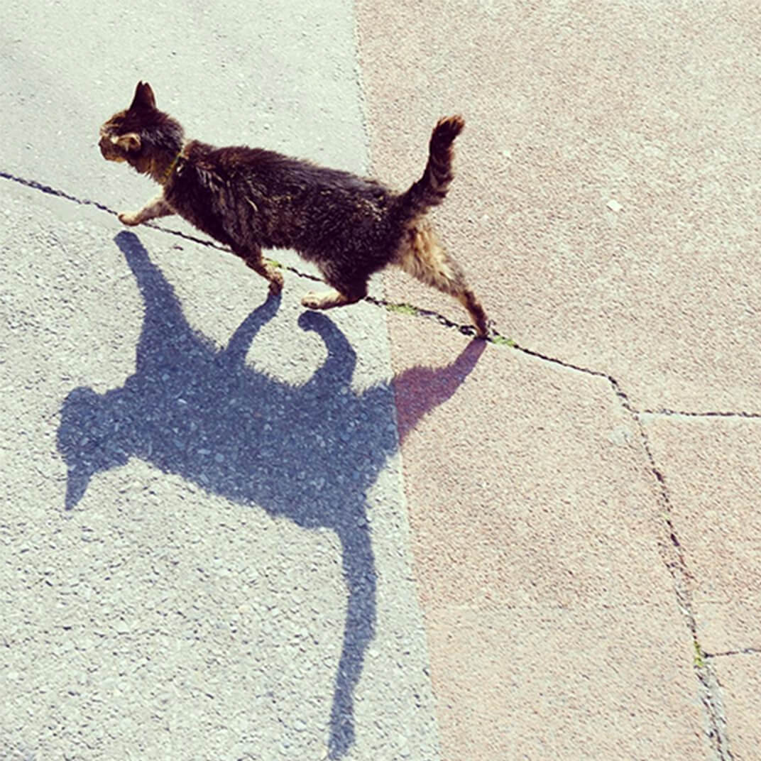 歩く地域猫とその猫のシルエットの写真
