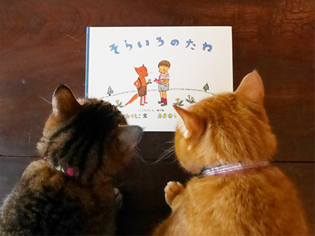 保護猫2匹が絵本を眺める写真