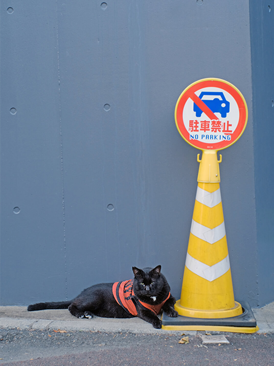 駐車禁止のコーンの足下で寝そべる地域猫の写真