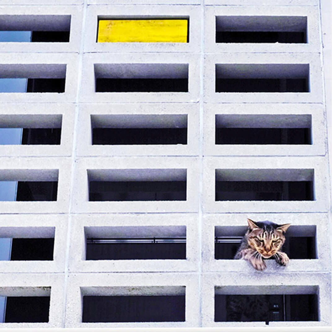 建物のブロックから顔を覗かせる地域猫の写真