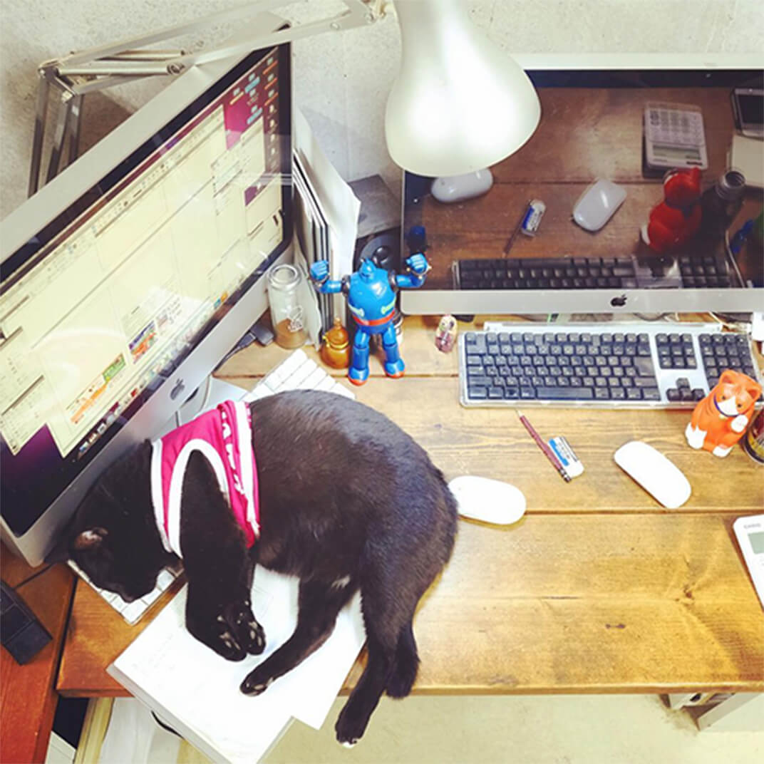 机のキーボードの上で寝る地域猫の写真