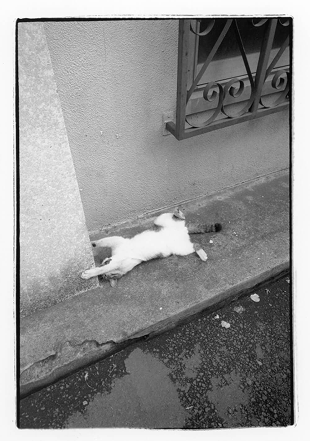 仰向けに寝転ぶ地域猫の写真