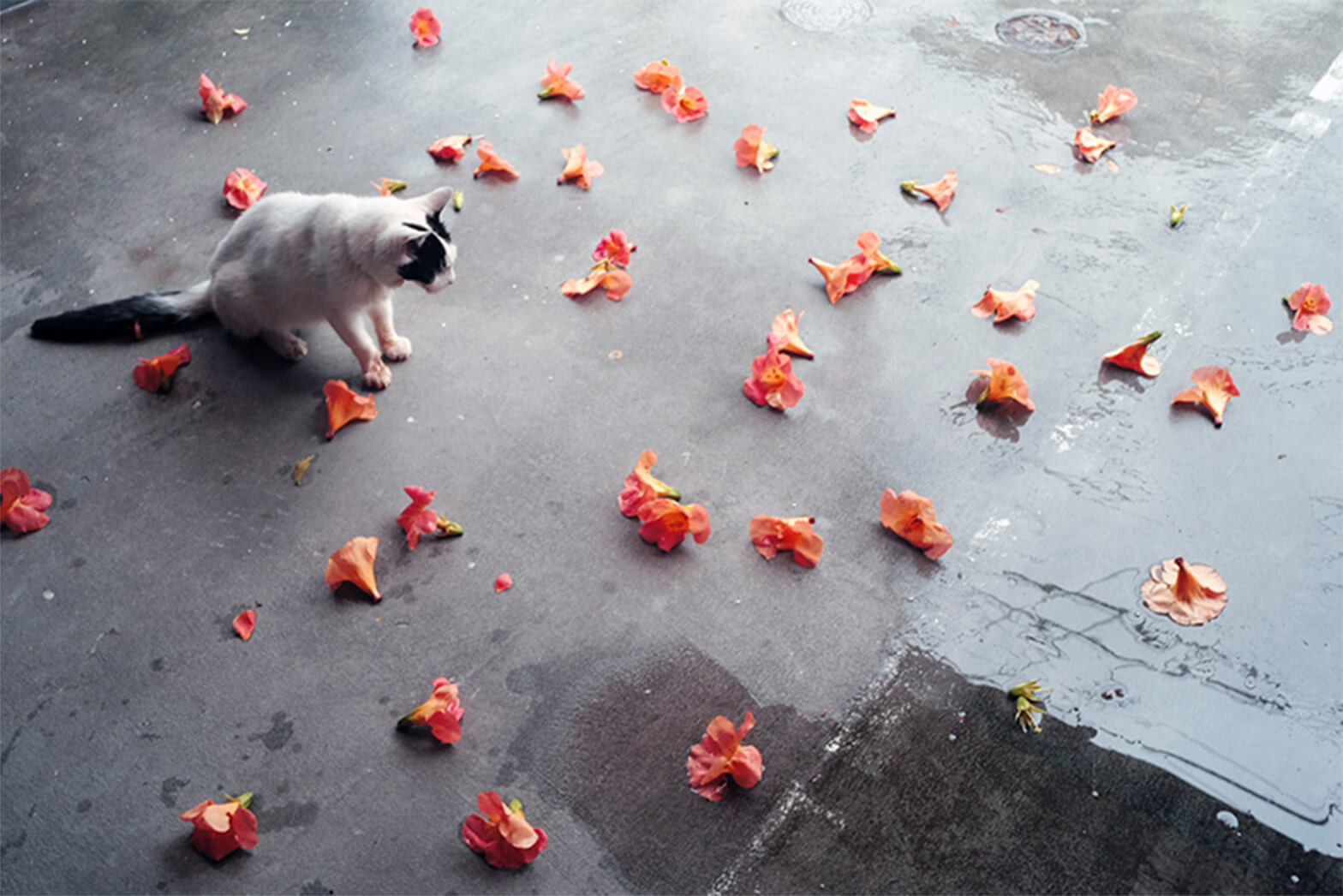 雨に散った花を見つめる地域猫の写真