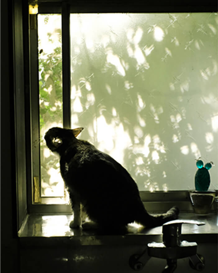 明るい窓の外をのぞく保護猫の写真