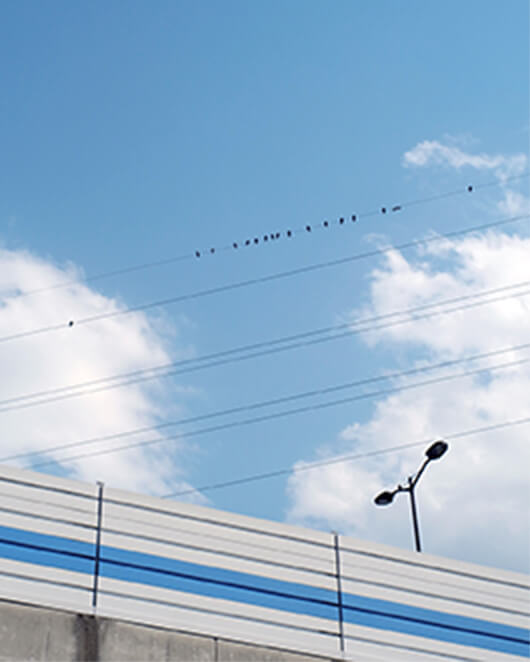 青空を背景に高速道路と電線には雀の風景写真