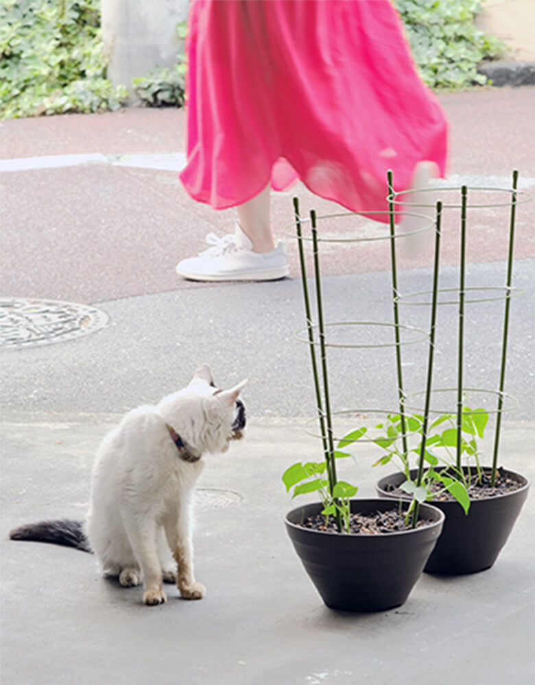 風になびくピンクのスカートを見つめる地域猫の写真