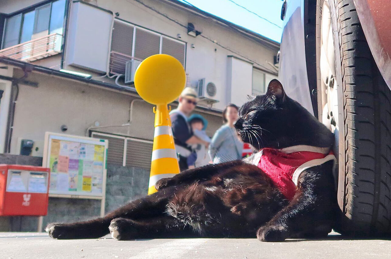 車のタイヤにもたれて日光浴をする地域猫の写真