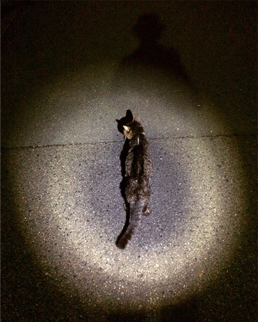 街頭に照らされた地域猫の写真