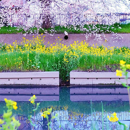 満開の桜と菜の花が川縁に咲く風景写真