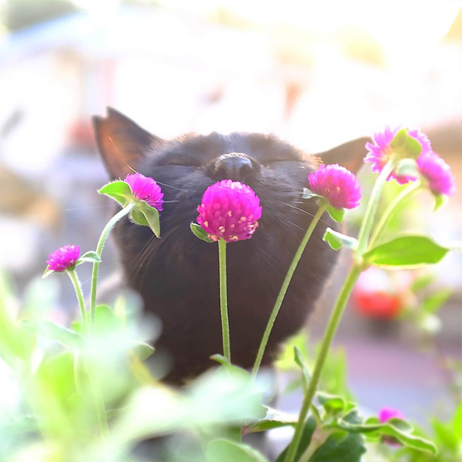 花の香りを嗅ぐ地域猫、さくら猫の写真